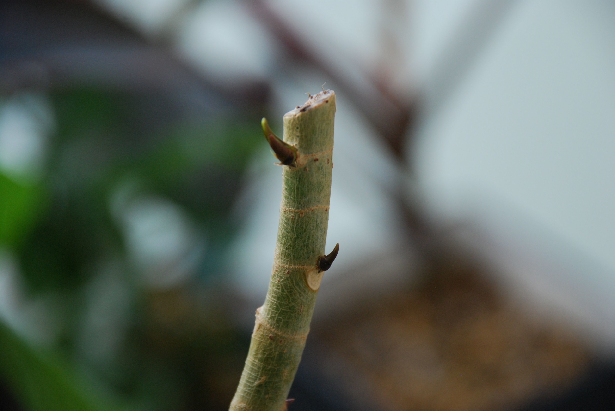 初夏のウンベラータ は バサッと切って挿し木するのがオススメ 植物属インテリア科