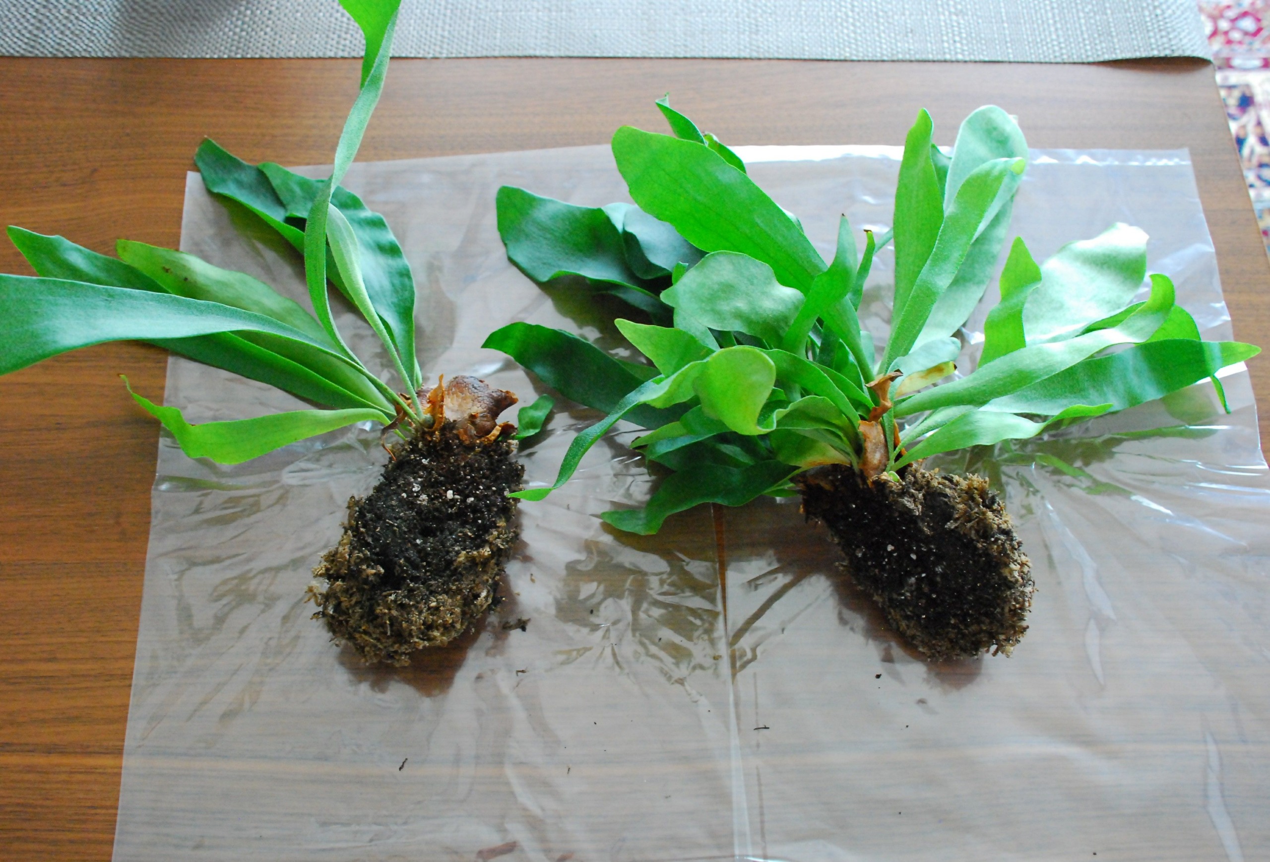 コウモリランの株分け方法 苔玉から鉢植えに植え替え 2ヶ月後の様子 植物属インテリア科
