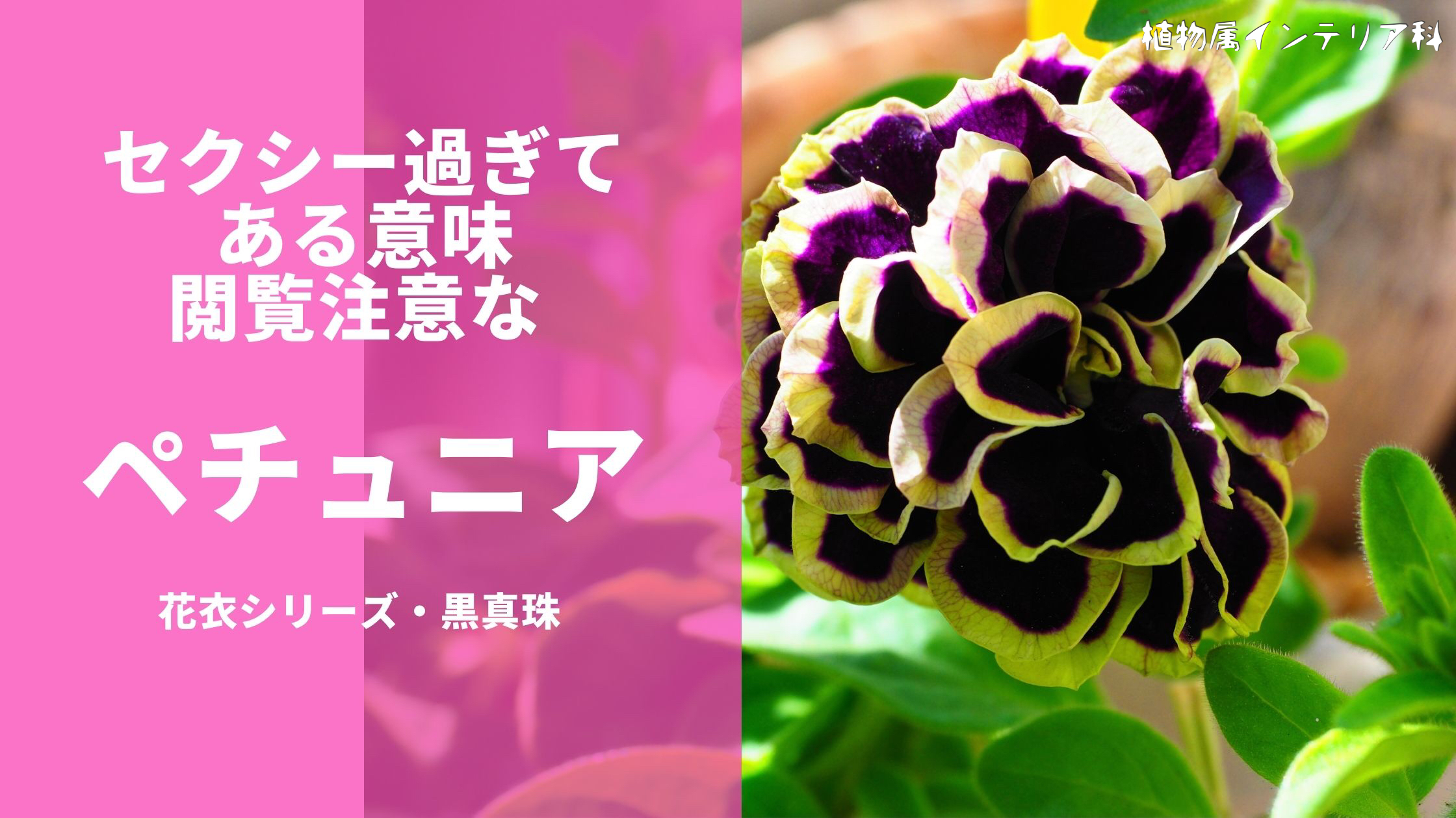 セクシーなペチュニア 八重咲きの花衣シリーズ 黒真珠 植物属インテリア科