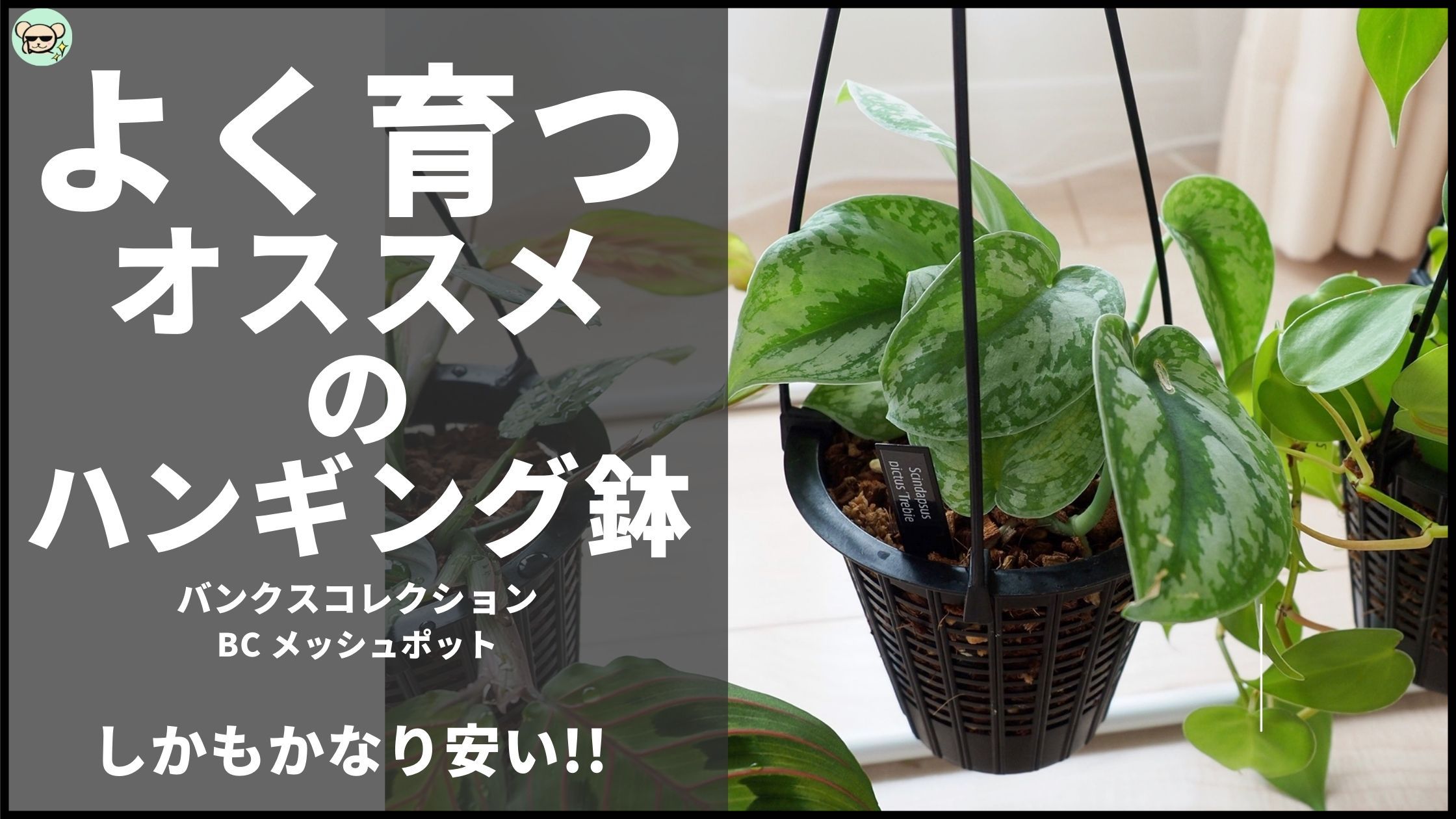 植物がよく育つ！オススメのハンギング鉢【BANKSコレクション・BCメッシュポット】 | 植物属インテリア科