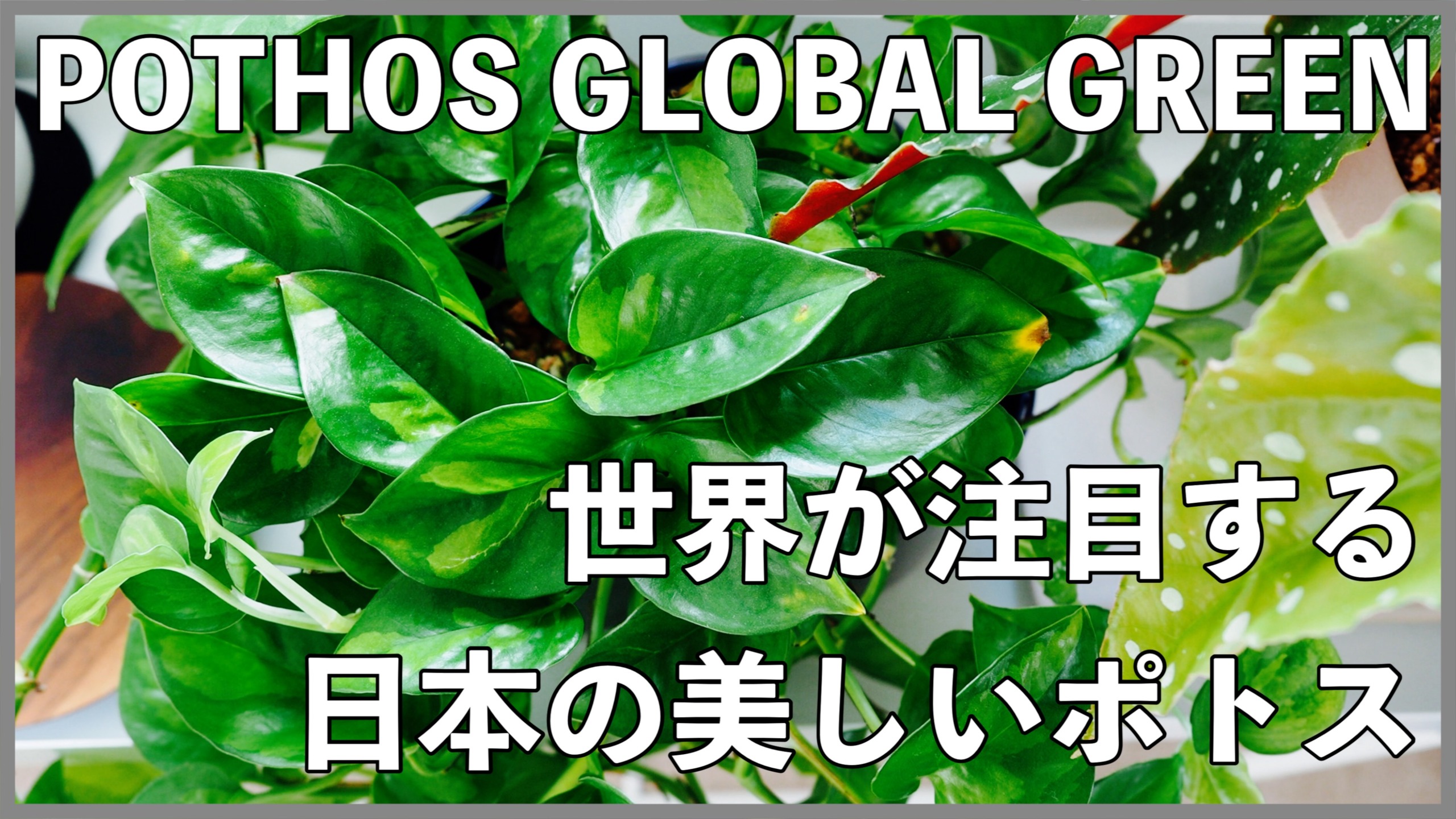 ポトス グローバルグリーン 世界が注目する日本の美しいポトス 育て方 栽培記録 植物属インテリア科