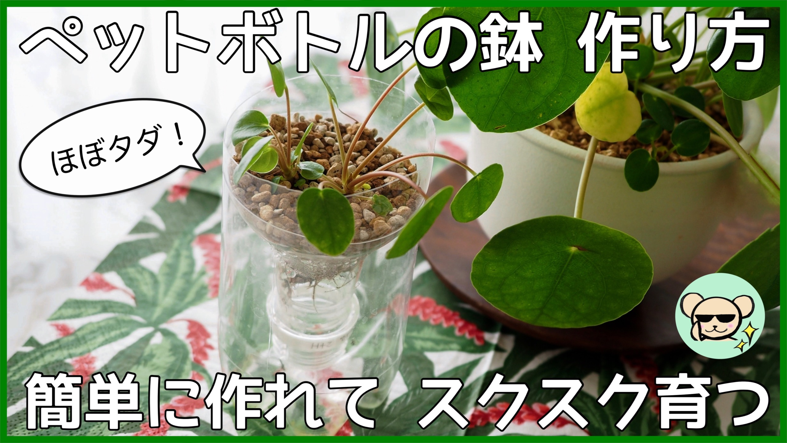 ペットボトル鉢のススメ 簡単に作れて よく育つ 作り方を解説 植物属インテリア科
