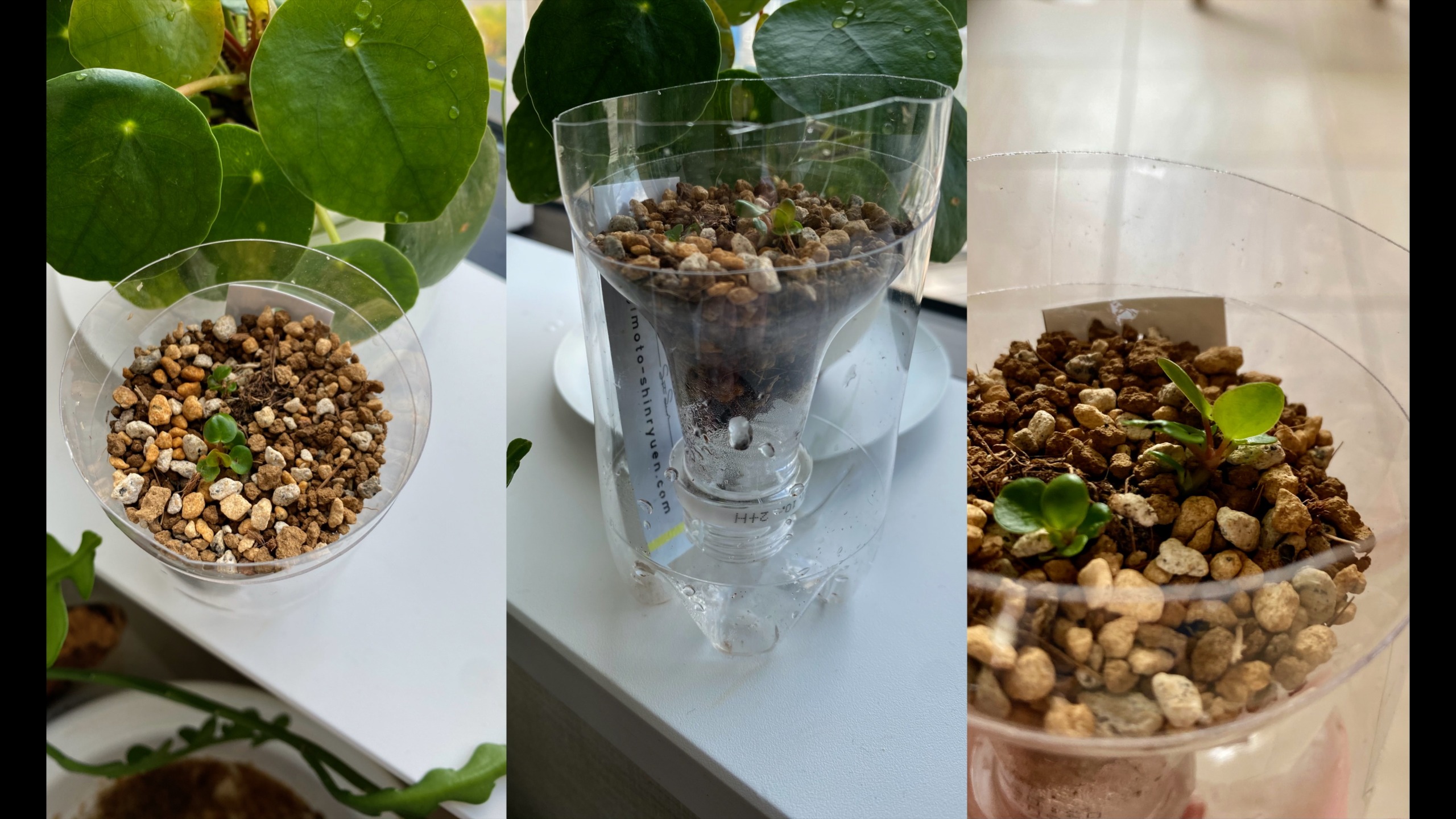 ペットボトル鉢のススメ 簡単に作れて よく育つ 作り方を解説 植物属インテリア科